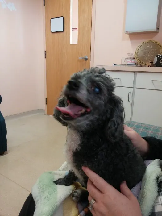 VCA Merrimac Animal Hospital 12