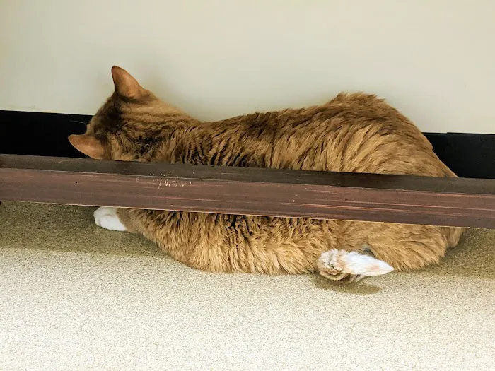 Middle Plantation Animal Hospital 1