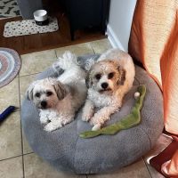 Banfield Pet Hospital ico