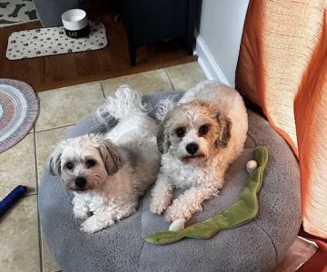 Banfield Pet Hospital