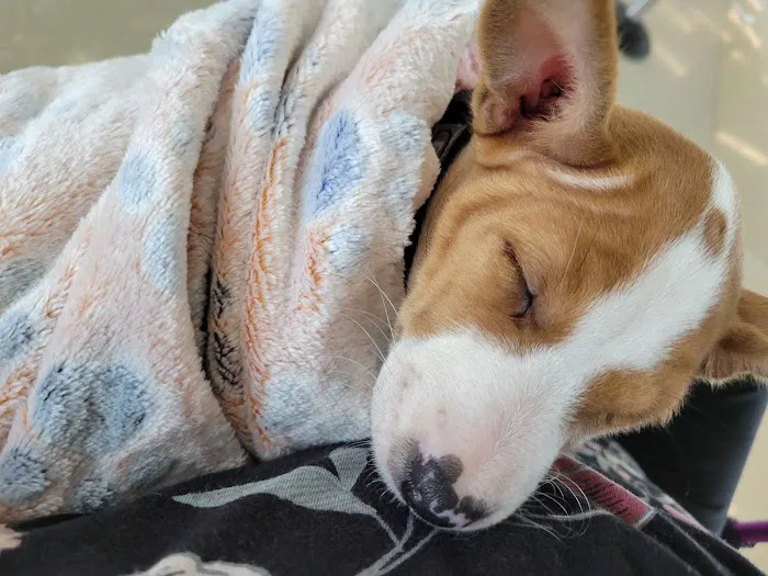 Banfield Pet Hospital 4