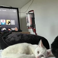 Coastal Animal Referral Emergency (CARE) ico