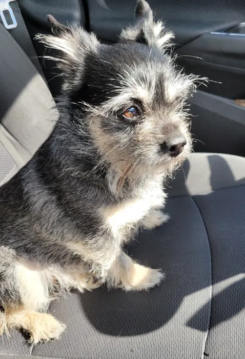 Coastal Animal Referral Emergency (CARE) 12