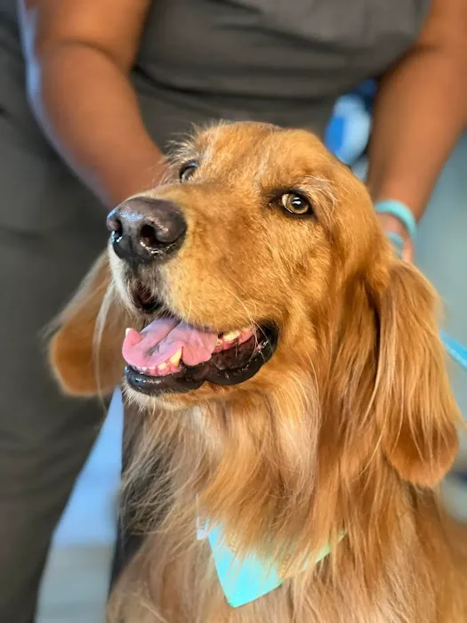 Coastal Animal Referral Emergency (CARE) 12