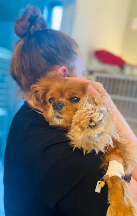 Coastal Animal Referral Emergency (CARE) 12