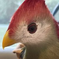 Colonial Veterinary Clinic ico