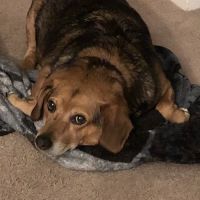Five Forks Animal Clinic ico