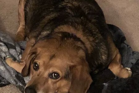 Five Forks Animal Clinic