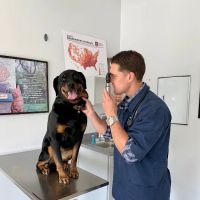 Williamsburg Veterinary Clinic ico