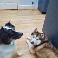 New Market Veterinary Clinic ico