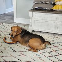 Seaford Veterinary Medical Center ico