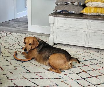 Seaford Veterinary Medical Center