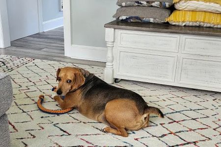 Seaford Veterinary Medical Center