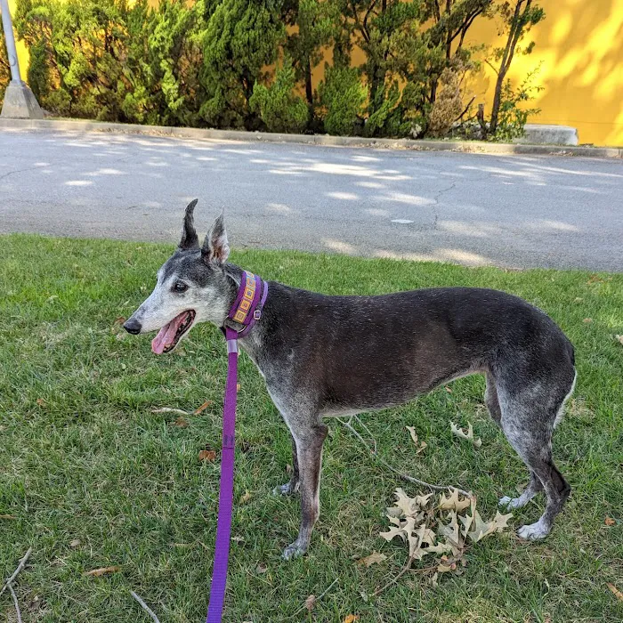 Seaford Veterinary Medical Center 12