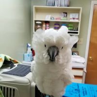 Bockelman Angela DVM ico