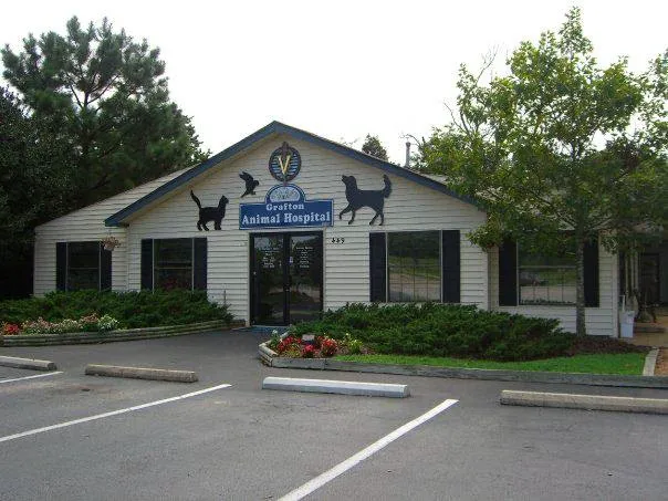 Grafton Animal Hospital 12