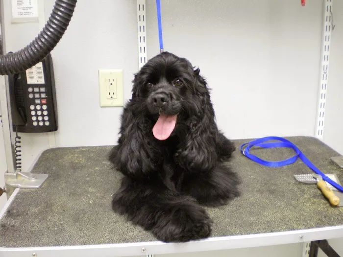 Grafton Animal Hospital 12