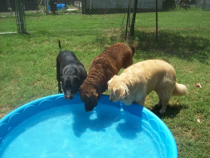 Grafton Animal Hospital 12