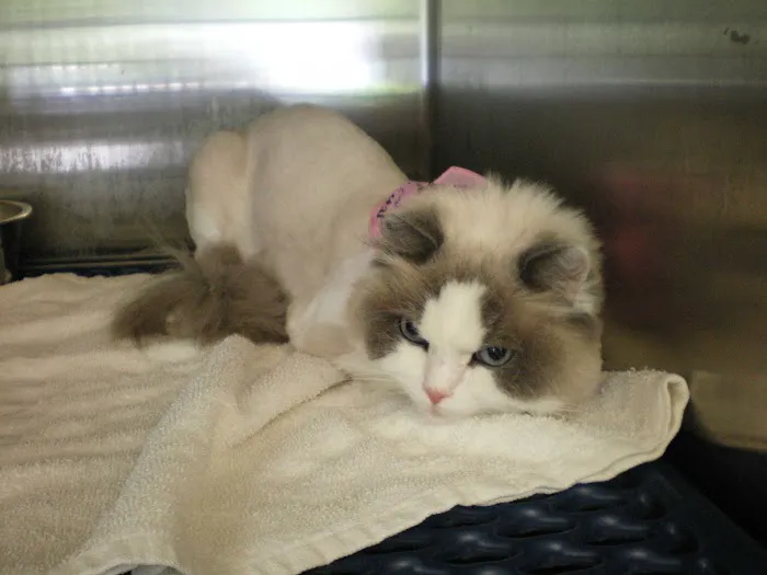 Grafton Animal Hospital 12