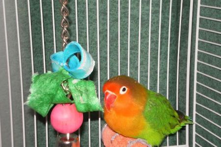 Grafton Animal Hospital