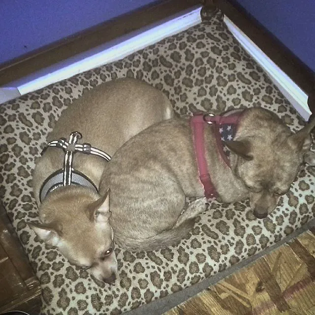 Grafton Animal Hospital 12