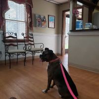Woodland Veterinary Hospital: Amor Dawn Erikso DVM ico