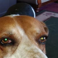 Woodland Veterinary Hospital ico