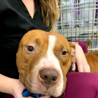 West End Veterinary Clinic ico