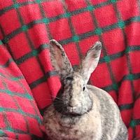Wellesley Animal Hospital ico