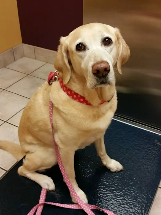 Wellesley Animal Hospital 12