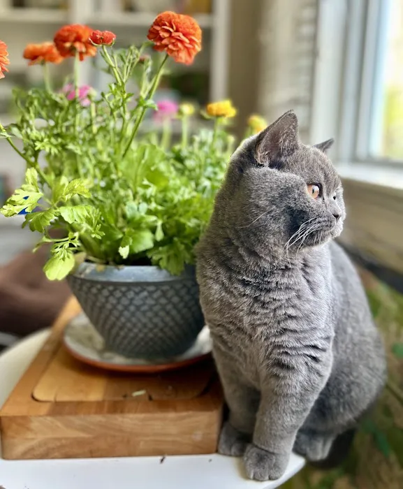 British Shorthair Breed Cattery TeddyBearLand 12