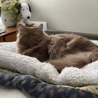 British Shorthair Breed Cattery TeddyBearLand ico