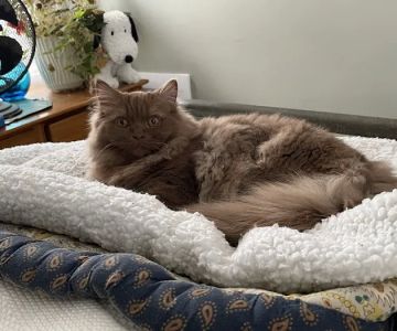 British Shorthair Breed Cattery TeddyBearLand
