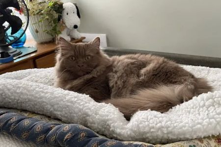 British Shorthair Breed Cattery TeddyBearLand