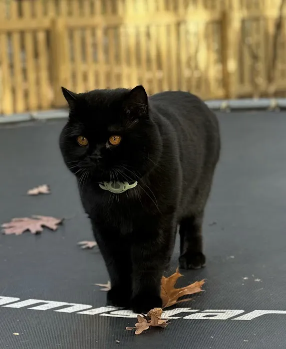 British Shorthair Breed Cattery TeddyBearLand 12