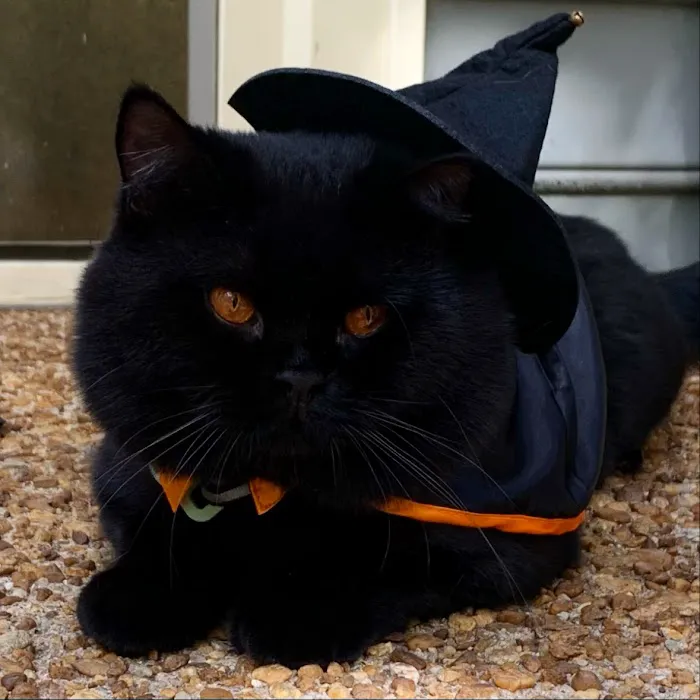 British Shorthair Breed Cattery TeddyBearLand 12