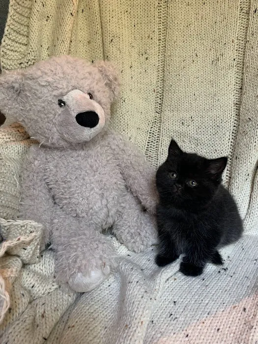 British Shorthair Breed Cattery TeddyBearLand 12