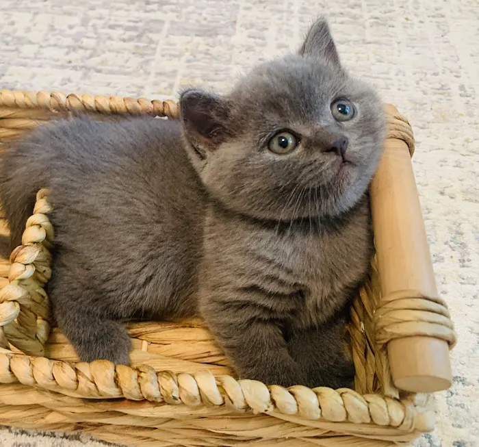 British Shorthair Breed Cattery TeddyBearLand 12