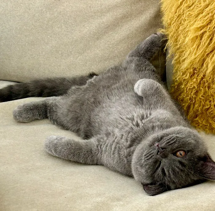 British Shorthair Breed Cattery TeddyBearLand 12