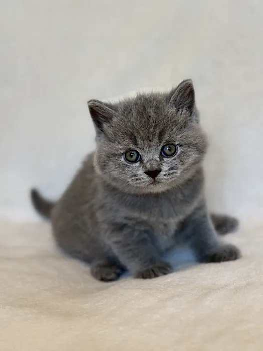 British Shorthair Breed Cattery TeddyBearLand 12