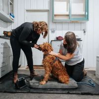 Veterinary Rehabilitation and Sports Medicine of Virginia ico