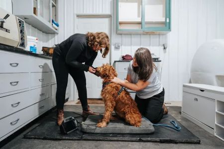 Veterinary Rehabilitation and Sports Medicine of Virginia