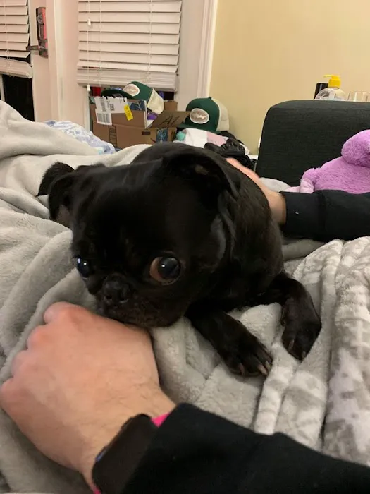 BluePearl Pet Hospital 5