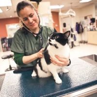 BluePearl Pet Hospital ico