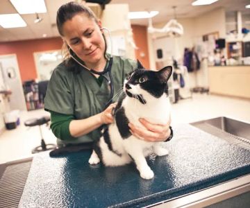 BluePearl Pet Hospital