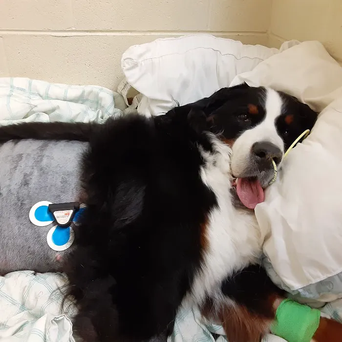 BluePearl Pet Hospital 8