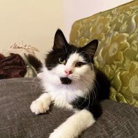 River City Veterinary Hospital ico