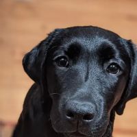 Broad Street Veterinary Hospital ico