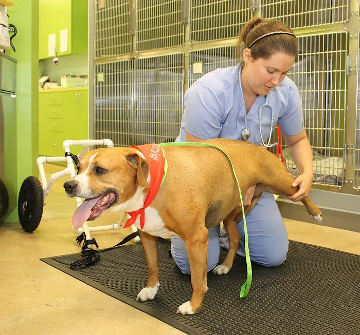 Susan M. Markel Veterinary Hospital at the Richmond SPCA 10