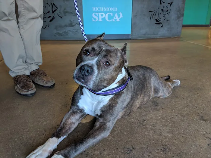 Susan M. Markel Veterinary Hospital at the Richmond SPCA 9